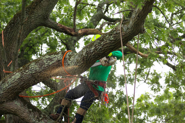 How Our Tree Care Process Works  in  Agua Fria, NM